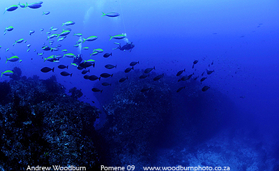 scuba dive 3 sisters reef at Pomene copyright A Woodburn